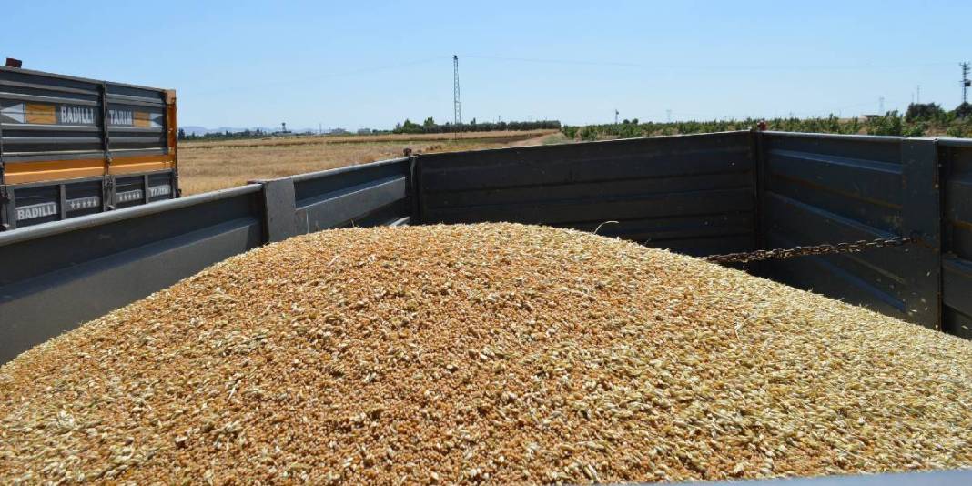 Geçen sene 40, bu sene 6 ton verim elde edildi, durum fiyata yansıdı! Çitçinin yüzü asıldı: Kilosu 17 liradan satıldı 5